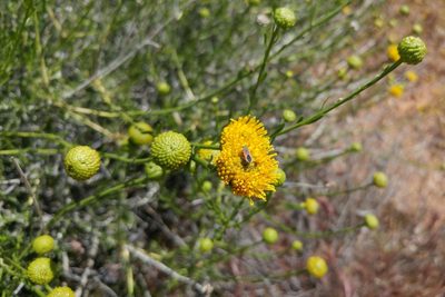 Eastwoodia elegans, photographed by Casey H. Richart