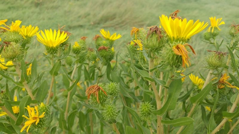 Grindelia integrifolia, photographed by Casey H. Richart