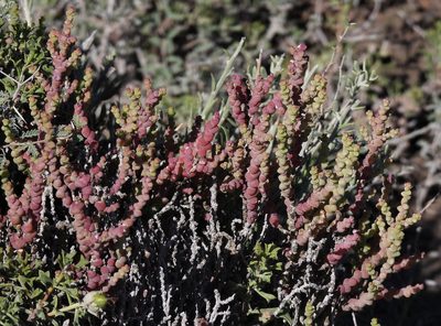 Allenrolfea patagonica