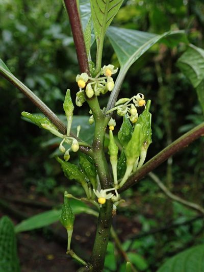 Solanum anceps, photographed by Nolan Exe