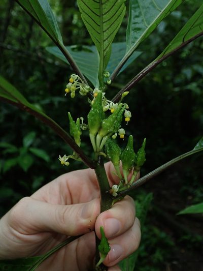 Solanum anceps, photographed by Nolan Exe