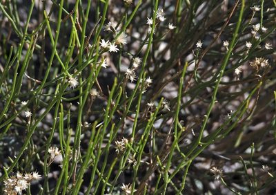Baccharis spartioides, photographed by Hugo Hulsberg