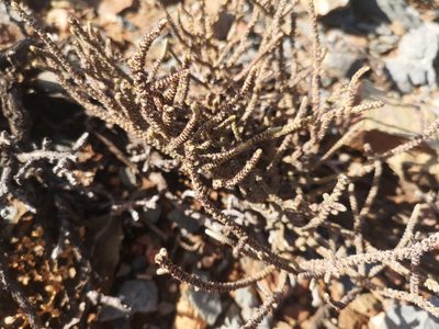 Crassula muscosa, photographed by Ricus Nel