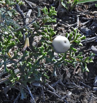 Ehretia cortesia, photographed by Hugo Hulsberg