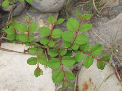 Lagerstroemia subcostata, photographed by chiuluan