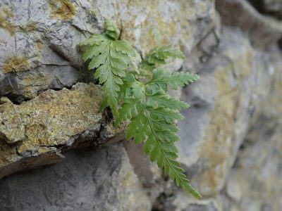 Asplenium onopteris, photographed by Daniel Cahen
