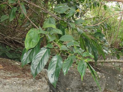 Rhamnus formosana, photographed by chiuluan
