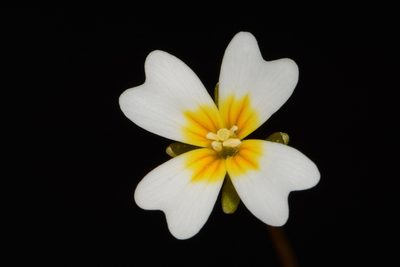 Leavenworthia torulosa, photographed by Brian Finzel