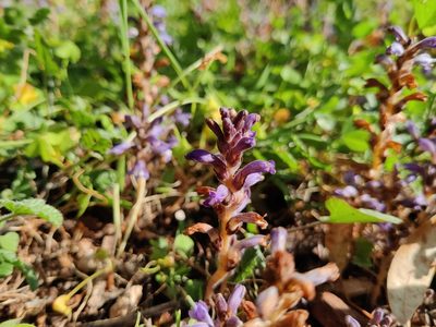 Orobanche nana, photographed by Riccardo Rocca