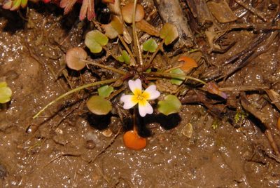 Leavenworthia torulosa, photographed by Brian Finzel