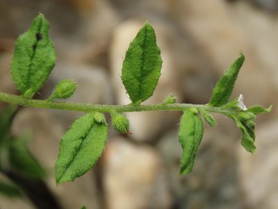 Bothriospermum zeylanicum, photographed by chiuluan
