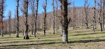 Quercus afares, photographed by Mehdi Chetibi