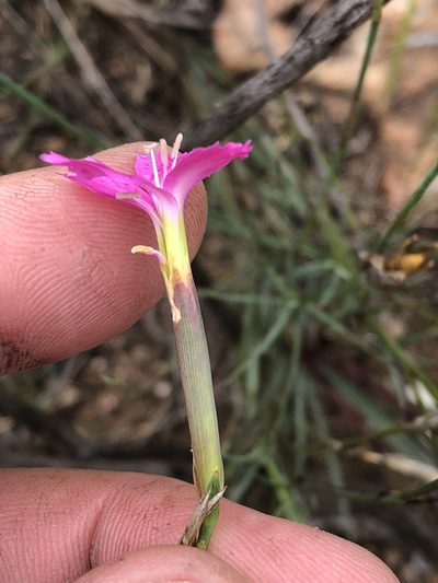Dianthus basuticus, photographed by Dave U