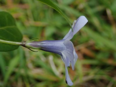 Vinca difformis, photographed by Daniel Cahen