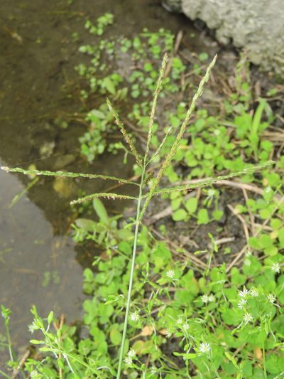 Digitaria setigera, photographed by chiuluan