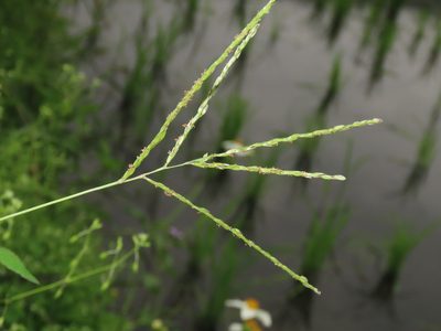 Digitaria setigera, photographed by chiuluan