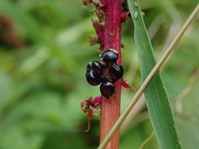 Phytolacca heterotepala, photographed by Daniel Cahen