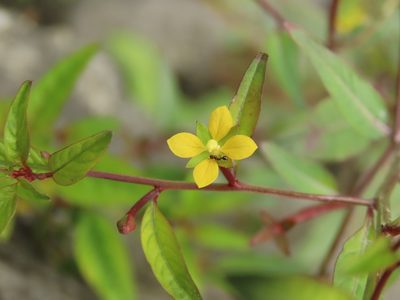 Ludwigia hyssopifolia, photographed by chiuluan