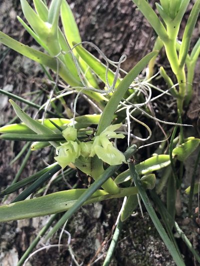 Epidendrum scharfii, photographed by Skjold Søndergaard