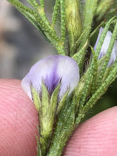 Psoralea kougaensis, photographed by Dave U