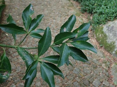 Euonymus japonicus, photographed by Daniel Cahen