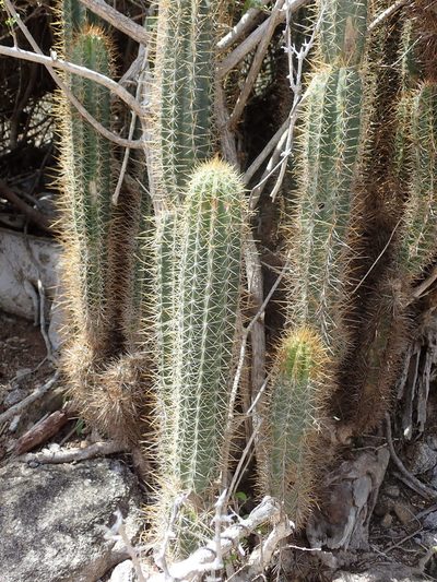 Pilosocereus curtisii, photographed by Natalie Waddell-Rutter