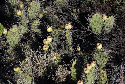 Opuntia sulphurea, photographed by Hugo Hulsberg