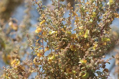 Atriplex lampa, photographed by demianlescano