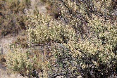 Atriplex lampa, photographed by demianlescano