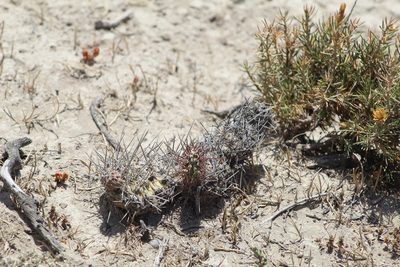 Opuntia sulphurea, photographed by demianlescano