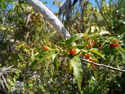 Solanum bahamense, photographed by steve b