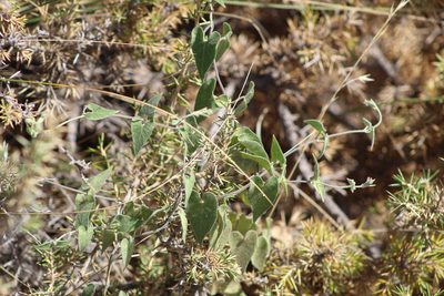 Philibertia gilliesii, photographed by demianlescano