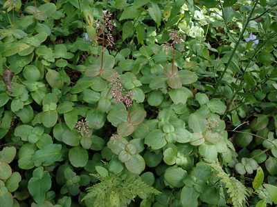 Crassula multicava, photographed by Daniel Cahen