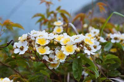 Rosa indica, photographed by Cheng-Tao Lin