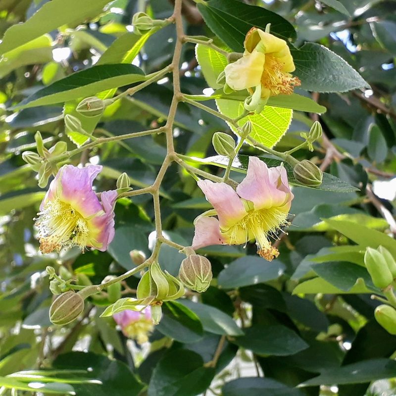 Luehea divaricata, photographed by Luísa Moura