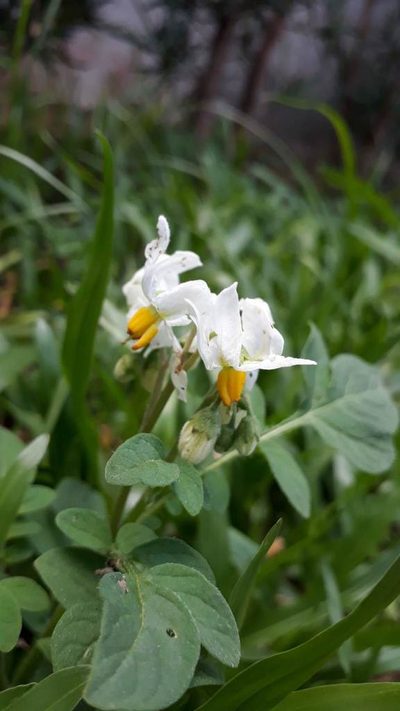 Solanum commersonii, photographed by Luísa Moura