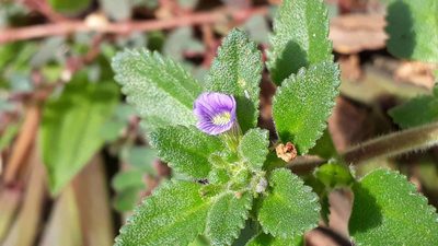 Stemodia verticillata, photographed by Luísa Moura