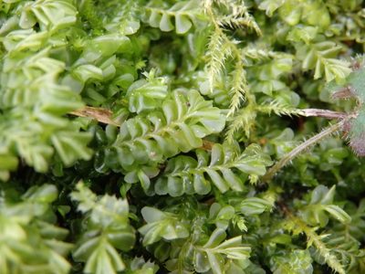 Plagiochila porelloides, photographed by Carminda Santos