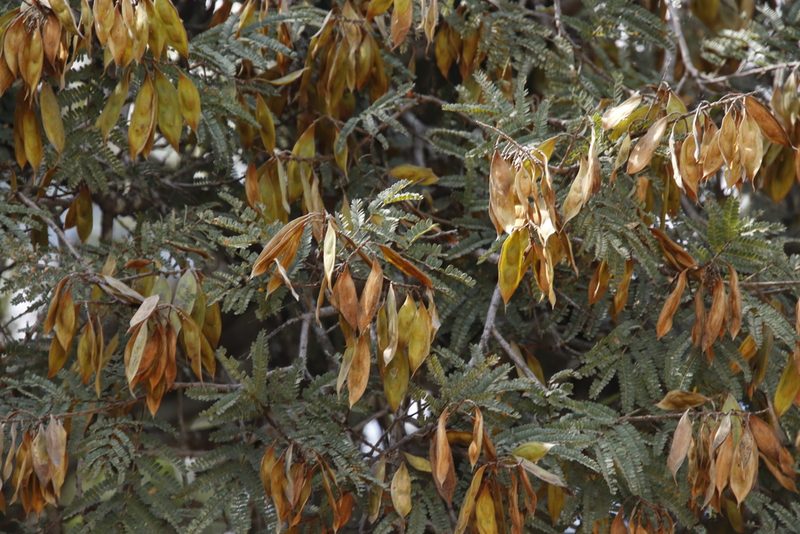 Peltophorum africanum, photographed by Tony Rebelo
