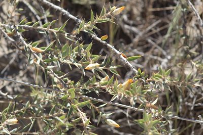 Chuquiraga avellanedae, photographed by demianlescano