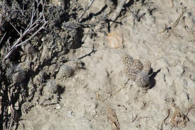 Pterocactus valentini, photographed by demianlescano