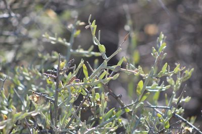 Cyclolepis genistoides, photographed by demianlescano