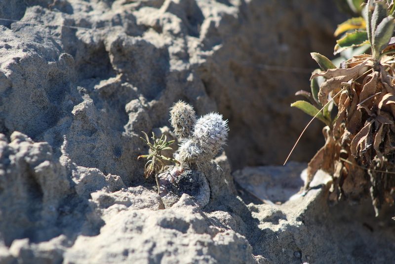 Pterocactus valentini, photographed by demianlescano