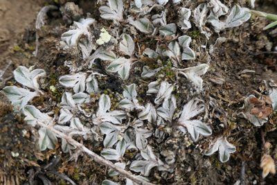 Riccia lamellosa, photographed by Rafael Medina