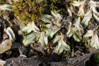 Riccia lamellosa, photographed by Rafael Medina