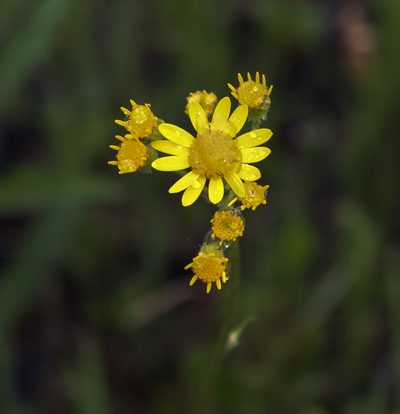 Packera pseudaurea, photographed by aarongunnar