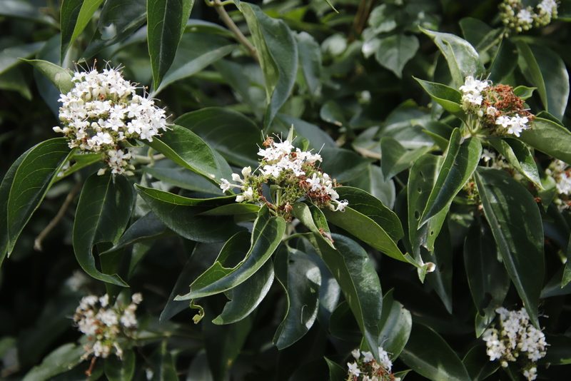 Volkameria glabra, photographed by Tony Rebelo