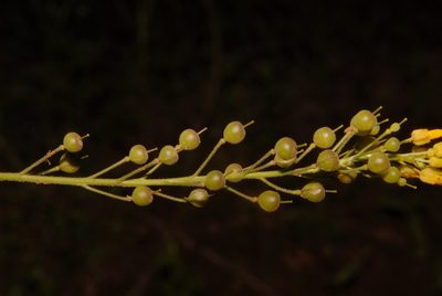 Paysonia densipila, photographed by Brian Finzel