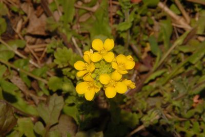 Paysonia densipila, photographed by Brian Finzel