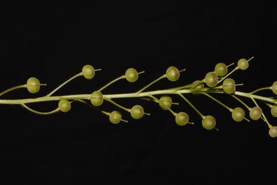 Paysonia densipila, photographed by Brian Finzel